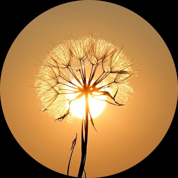 sunnyspritz